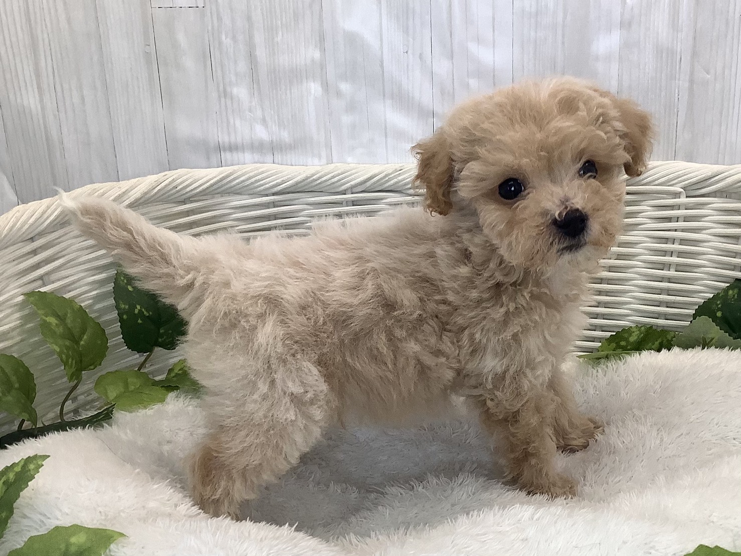 静岡県のビションプー(ビションフリーゼ×プードル) (マルエスペット島田店/2025年11月17日生まれ/男の子/クリーム)の子犬の2枚目の画像
