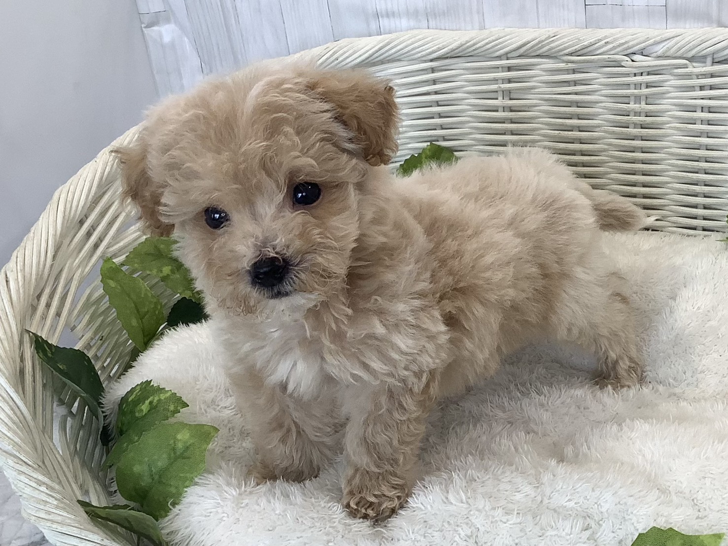 静岡県のビションプー(ビションフリーゼ×プードル) (マルエスペット島田店/2025年11月17日生まれ/男の子/クリーム)の子犬の3枚目の画像