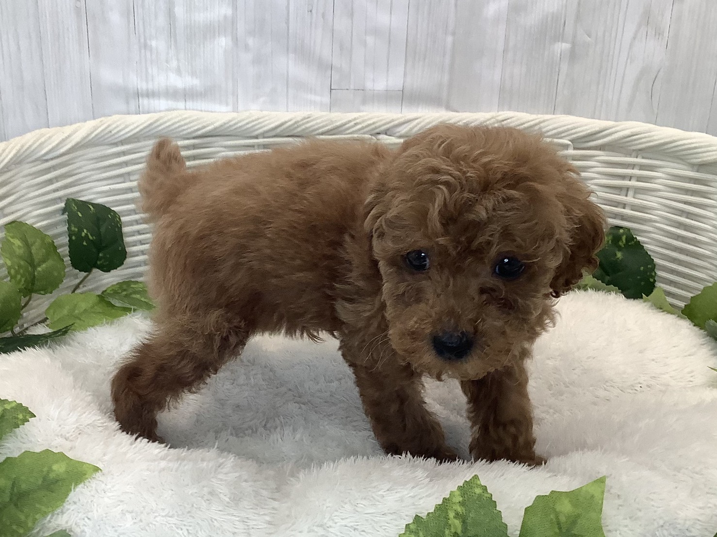 静岡県のトイプードル(トイ) (マルエスペットホームアシスト店/2025年11月13日生まれ/男の子/レッド)の子犬の2枚目の画像