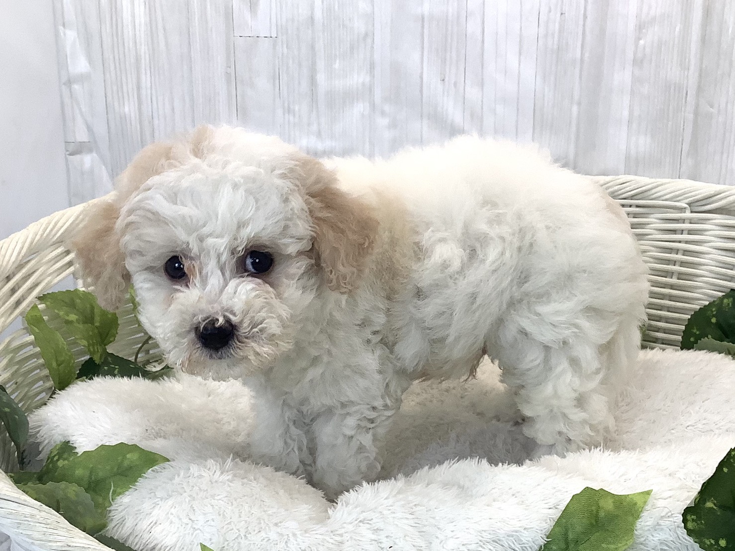 奈良県のビションプー(ビションフリーゼ×プードル) (マルエスペット はんな店/2025年11月16日生まれ/男の子/クリームホワイト)の子犬の3枚目の画像
