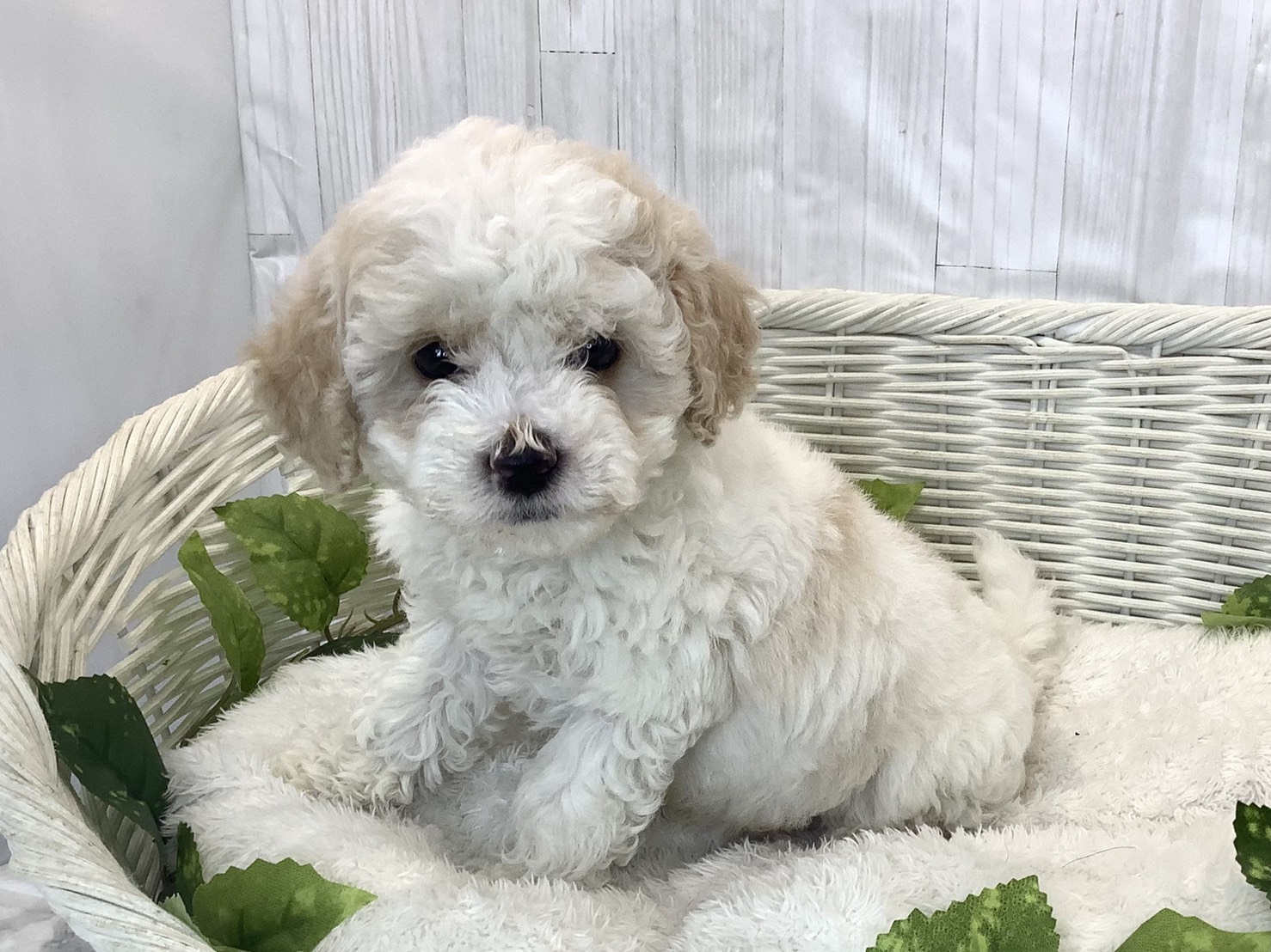 静岡県のビションプー(ビションフリーゼ×プードル) (マルエスペットホームアシスト店/2025年11月16日生まれ/男の子/クリームホワイト)の子犬の3枚目の画像