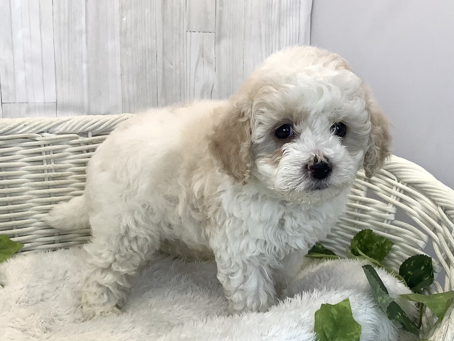 静岡県のビションプー(ビションフリーゼ×プードル) (マルエスペットホームアシスト店/2025年11月16日生まれ/男の子/クリームホワイト)の子犬の2枚目の画像