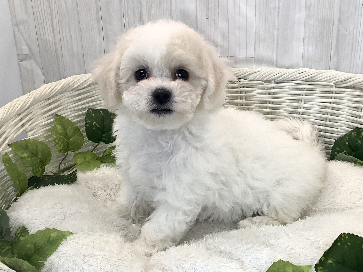 静岡県のビションフリーゼ (マルエスペット島田店/2025年11月17日生まれ/女の子/ホワイト)の子犬の3枚目の画像