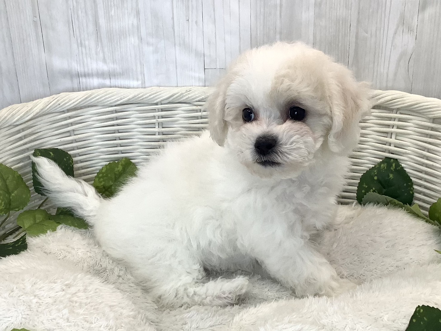 静岡県のビションフリーゼ (マルエスペット島田店/2025年11月17日生まれ/女の子/ホワイト)の子犬の2枚目の画像