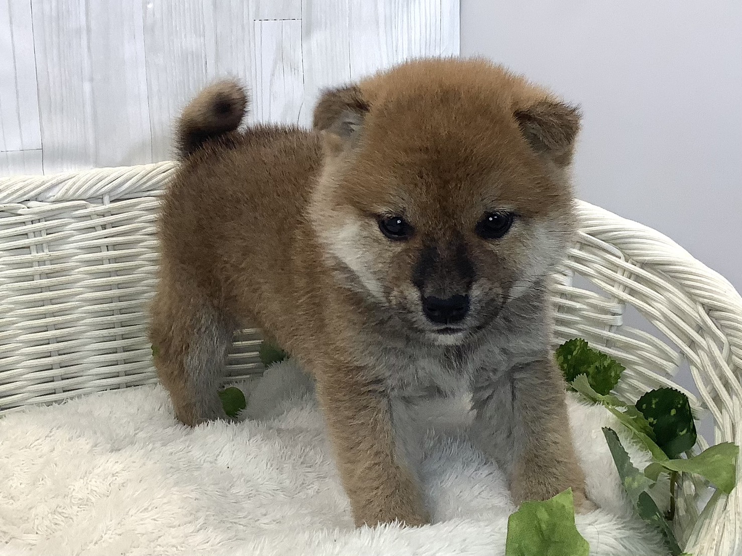 静岡県の柴犬(標準サイズ) (マルエスペット島田店/2025年11月16日生まれ/男の子/赤)の子犬の2枚目の画像