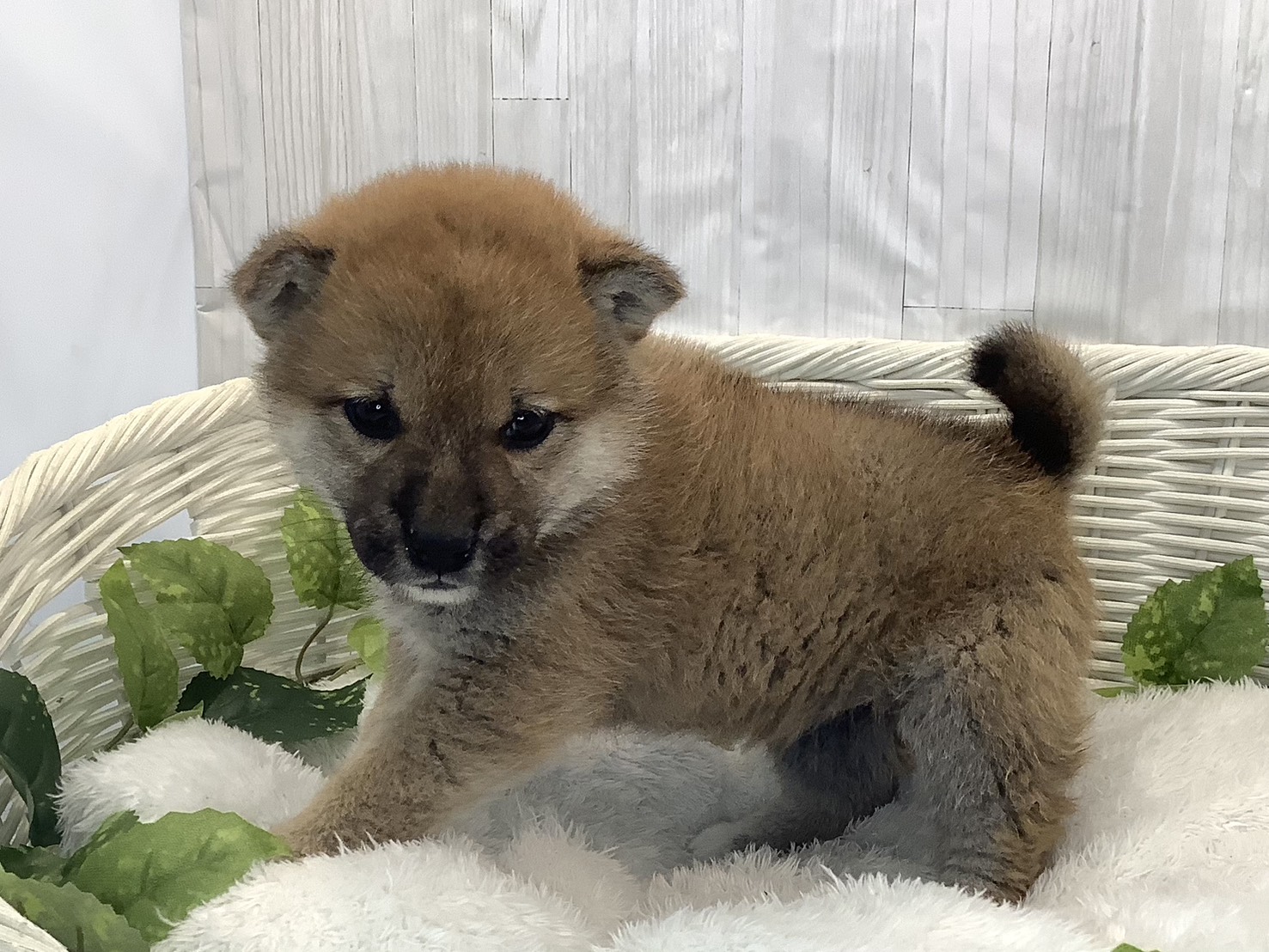 神奈川県の柴犬(標準サイズ) (マルエスペット湯河原店/2025年11月16日生まれ/女の子/赤)の子犬の3枚目の画像