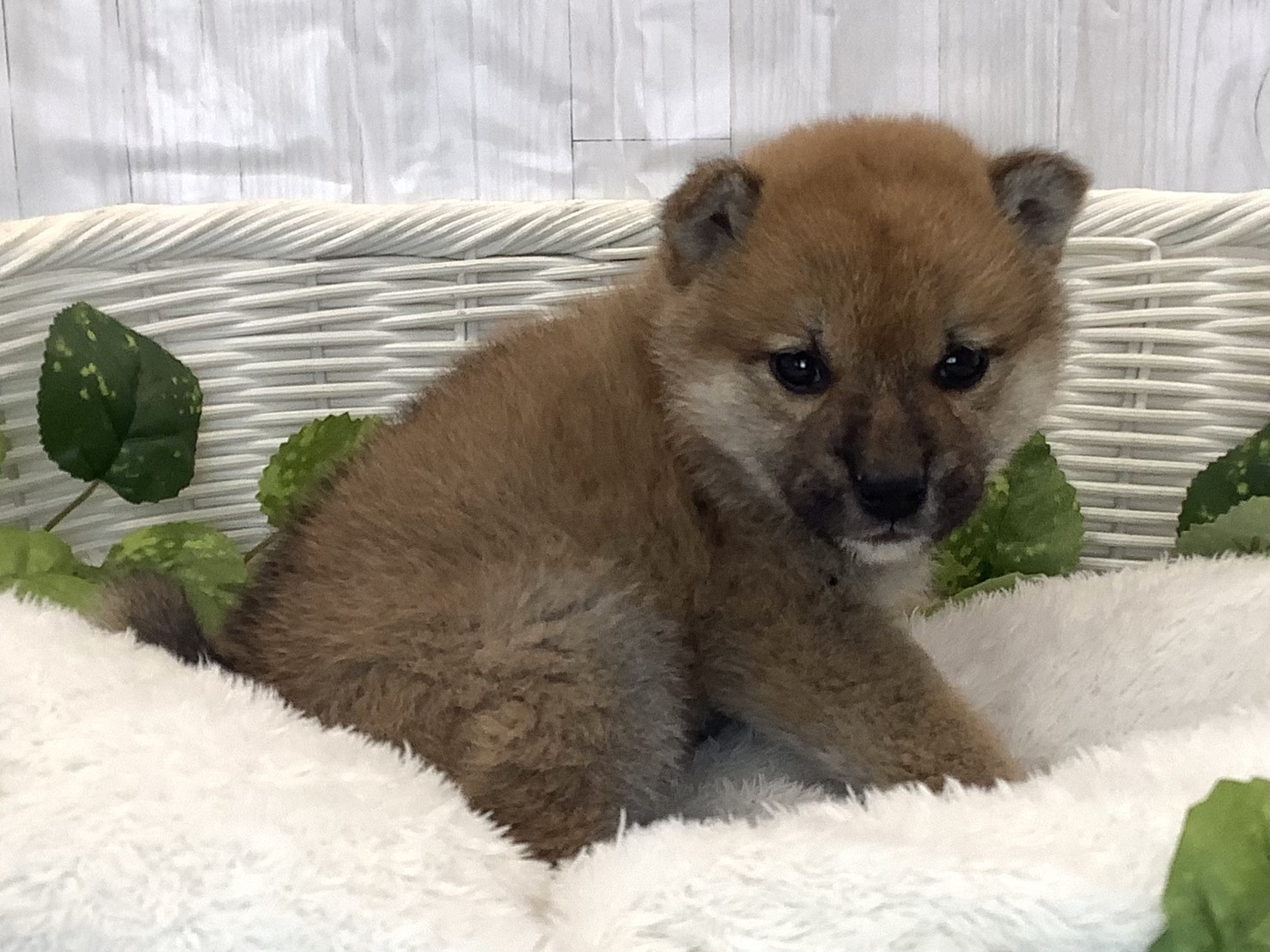 神奈川県の柴犬(標準サイズ) (マルエスペット湯河原店/2025年11月16日生まれ/女の子/赤)の子犬の2枚目の画像