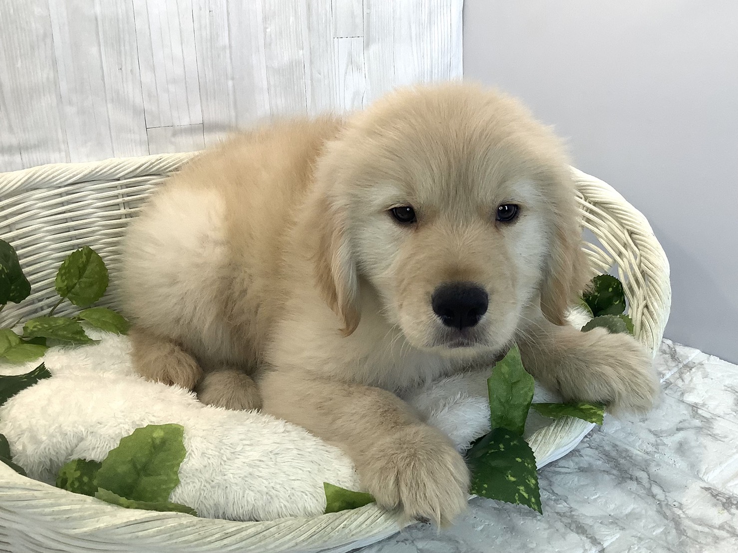 神奈川県のゴールデンレトリバー (マルエスペット湯河原店/2025年11月16日生まれ/男の子/ゴールデン)の子犬の2枚目の画像