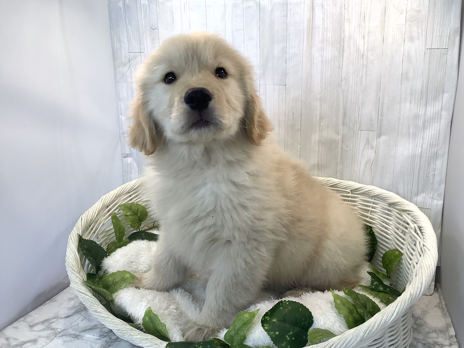 神奈川県のゴールデンレトリバー (マルエスペット湯河原店/2025年11月16日生まれ/男の子/ゴールデン)の子犬の3枚目の画像