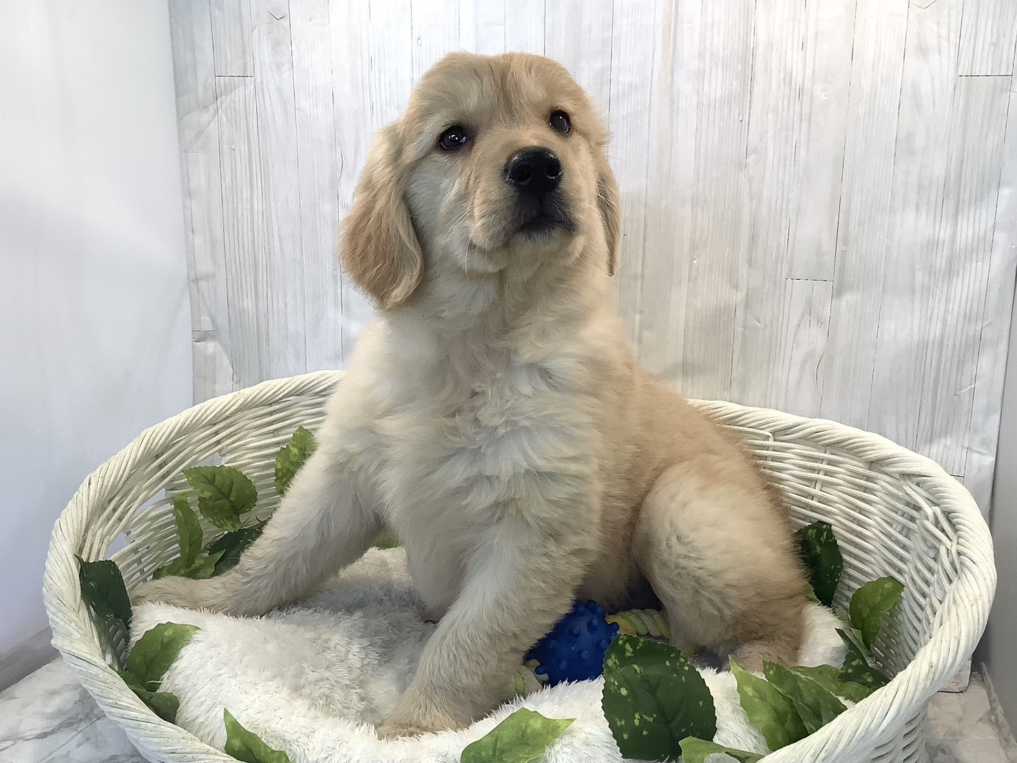 奈良県のゴールデンレトリバー (マルエスペット 押熊店/2025年11月16日生まれ/女の子/ゴールデン)の子犬の3枚目の画像