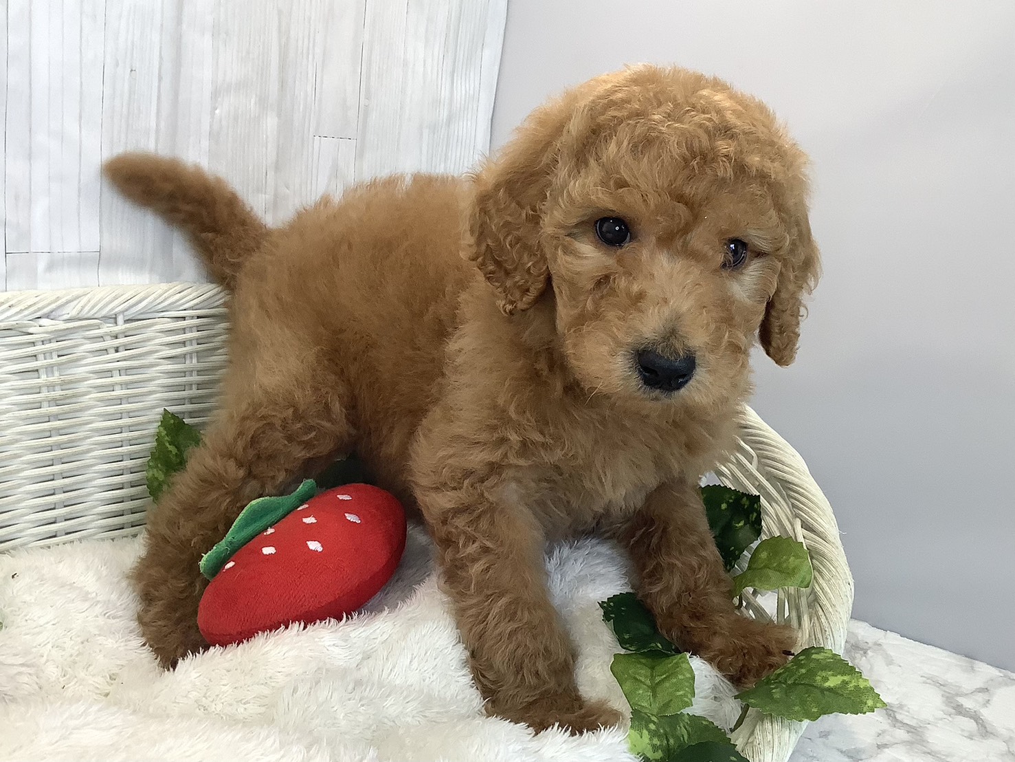 奈良県のスタンダードプードル (マルエスペット ヒルステップ生駒店/2025年11月17日生まれ/男の子/アプリコット)の子犬の2枚目の画像
