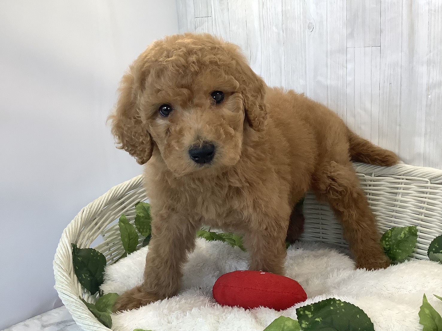 奈良県のスタンダードプードル (マルエスペット ヒルステップ生駒店/2025年11月17日生まれ/男の子/アプリコット)の子犬の3枚目の画像