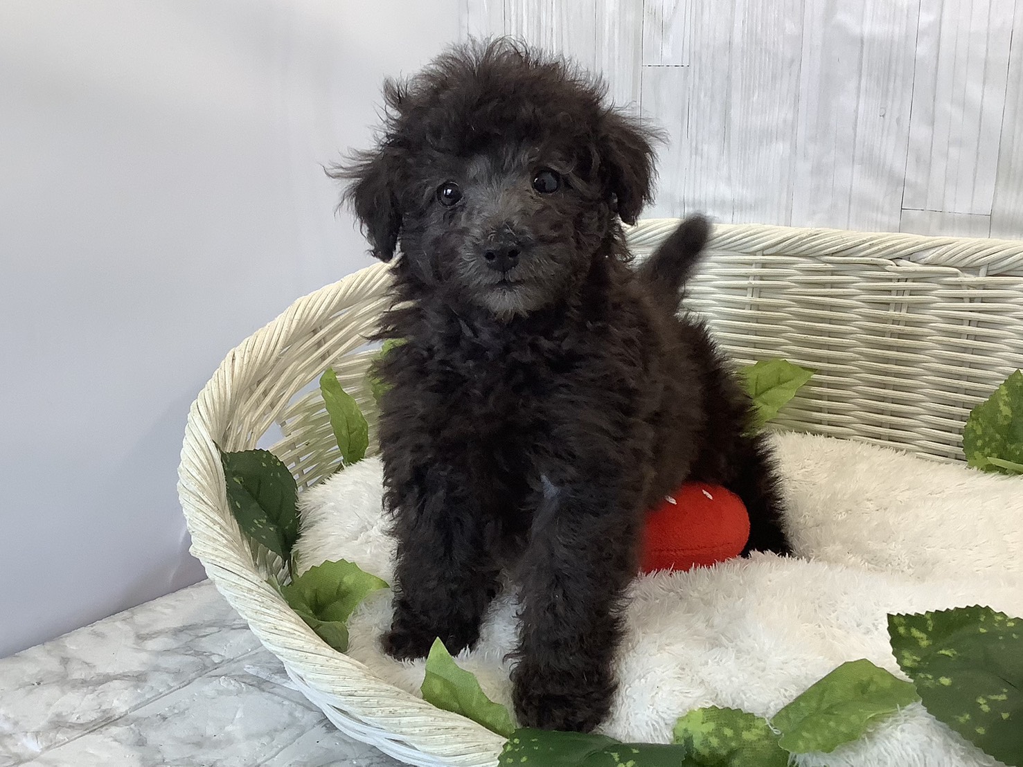奈良県のトイプードル(トイ) (マルエスペット 富雄店/2025年11月16日生まれ/男の子/グレー)の子犬の3枚目の画像