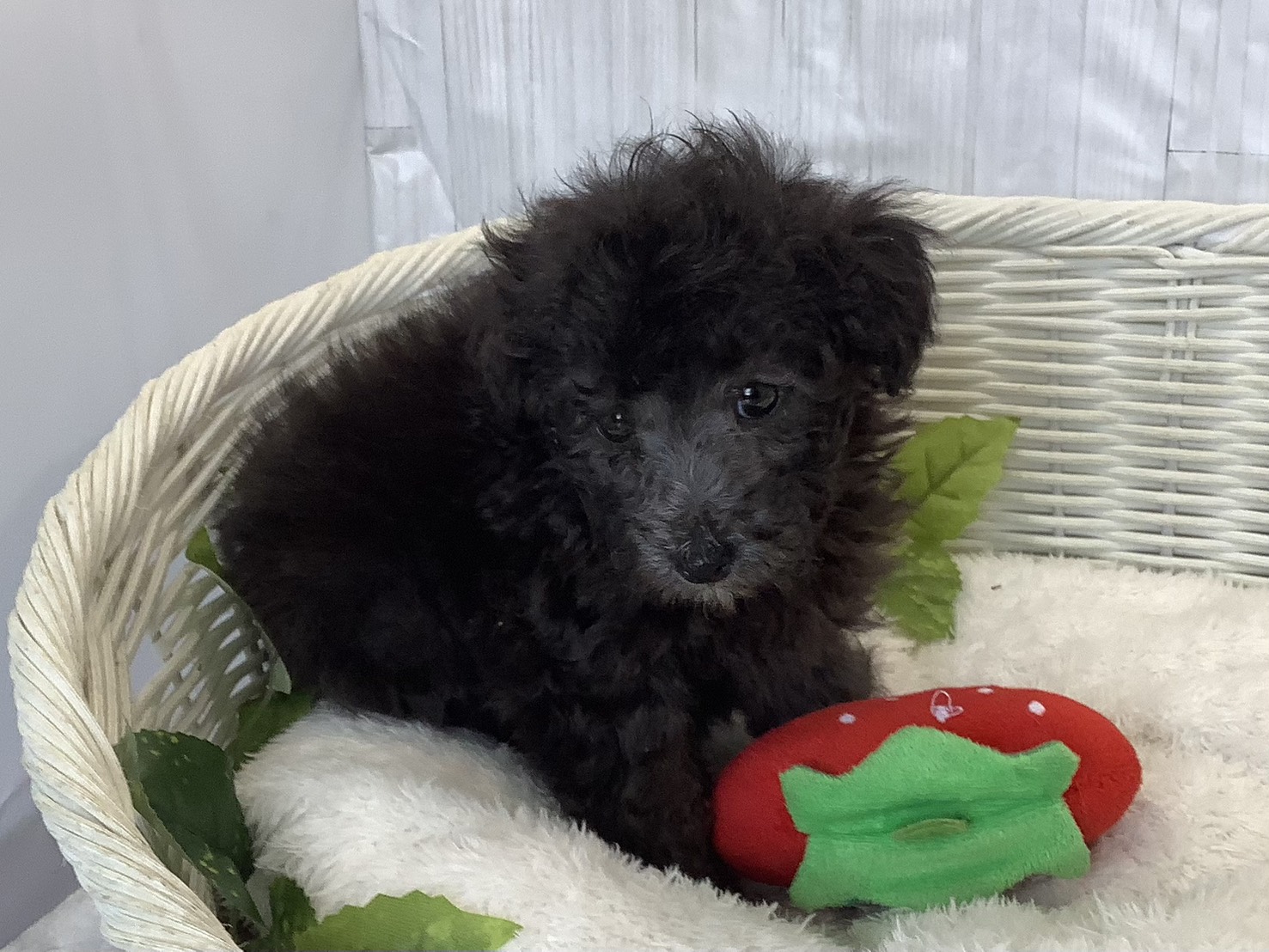 奈良県のトイプードル(トイ) (マルエスペット 富雄店/2025年11月16日生まれ/男の子/グレー)の子犬の2枚目の画像