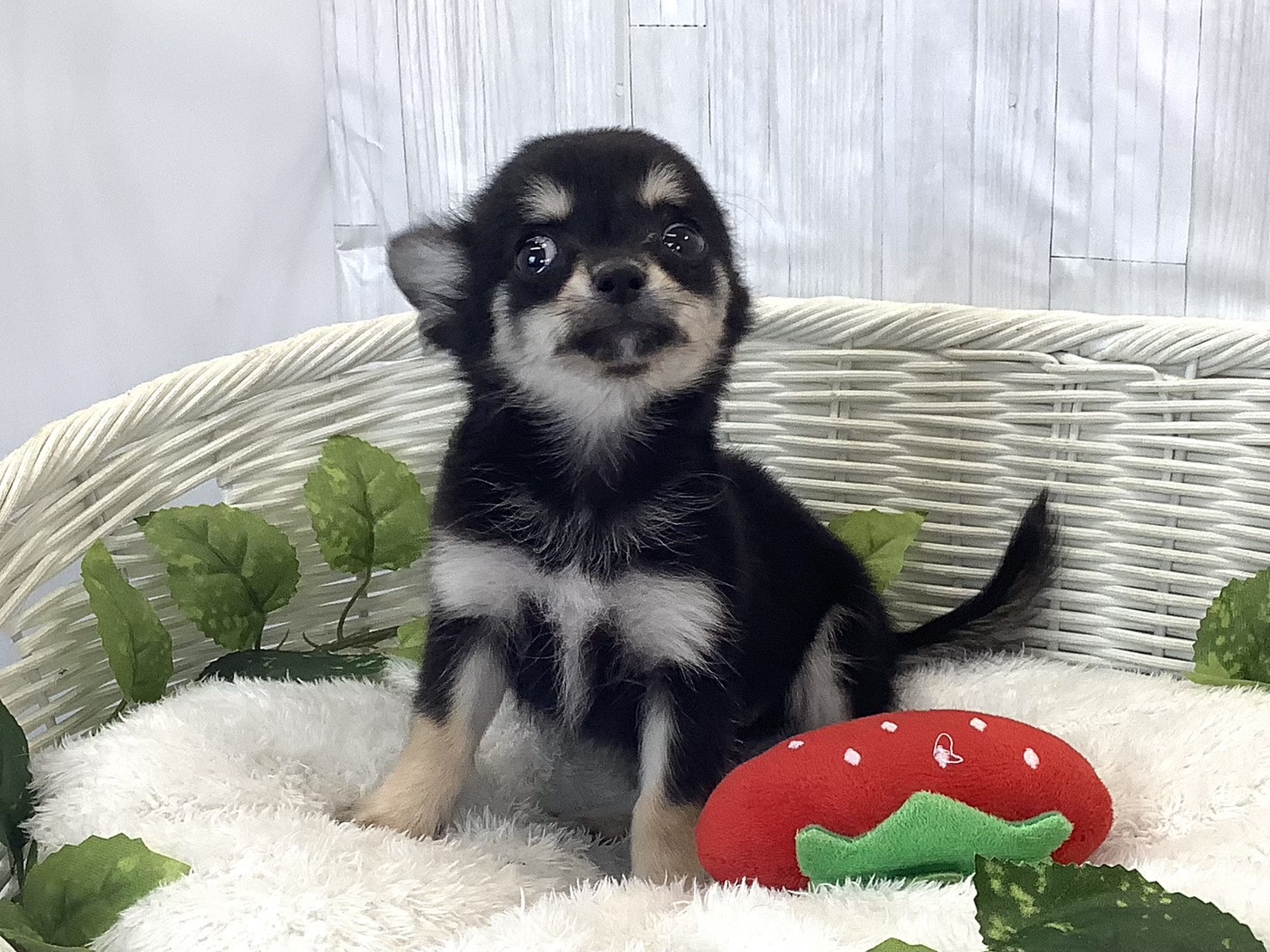 奈良県のチワワ(ロング) (マルエスペット ヒルステップ生駒店/2025年11月12日生まれ/女の子/ブラッククリーム)の子犬の3枚目の画像