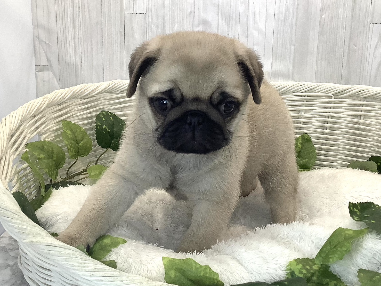 静岡県のパグ (マルエスペットホームアシスト店/2025年11月14日生まれ/女の子/フォーン)の子犬の3枚目の画像