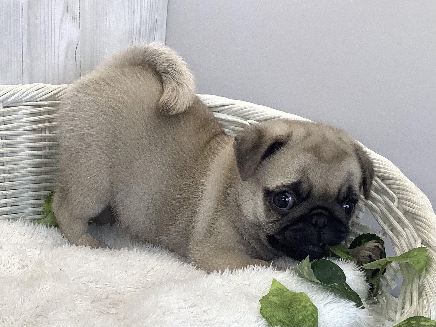 静岡県のパグ (マルエスペットホームアシスト店/2025年11月14日生まれ/女の子/フォーン)の子犬の2枚目の画像