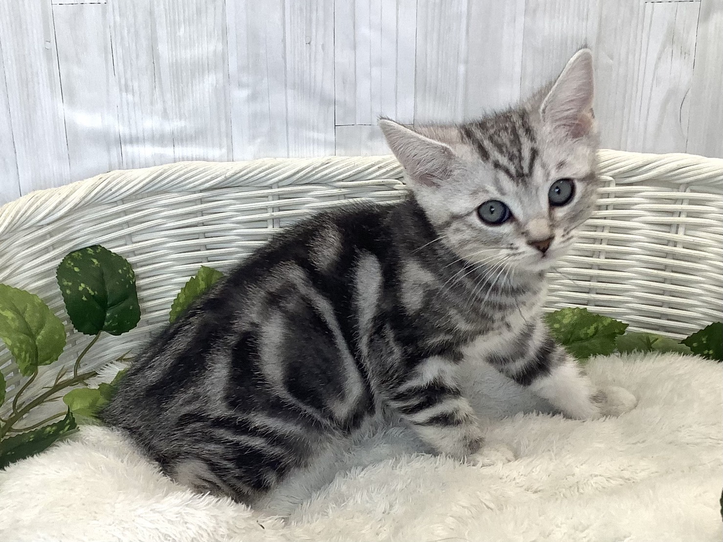 静岡県のアメリカンショートヘアー (マルエスペットホームアシスト店/2025年11月16日生まれ/男の子/シルバータビー)の子猫の2枚目の画像
