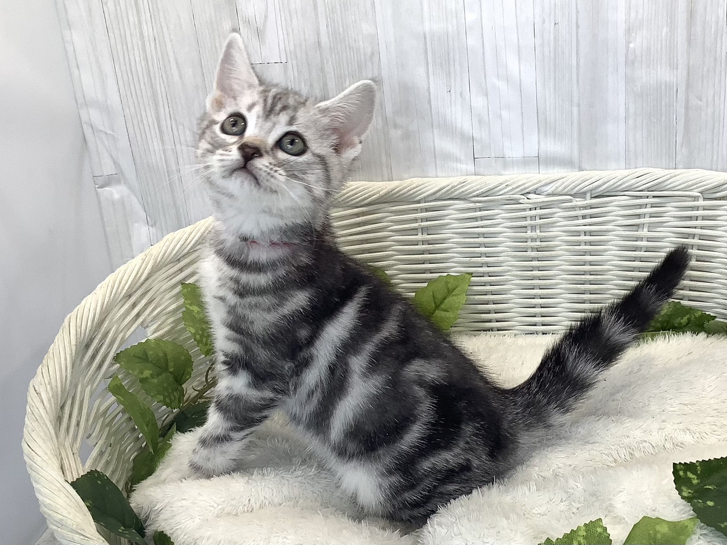 静岡県のアメリカンショートヘアー (マルエスペット御殿場店/2025年11月16日生まれ/女の子/シルバータビー)の子猫の3枚目の画像