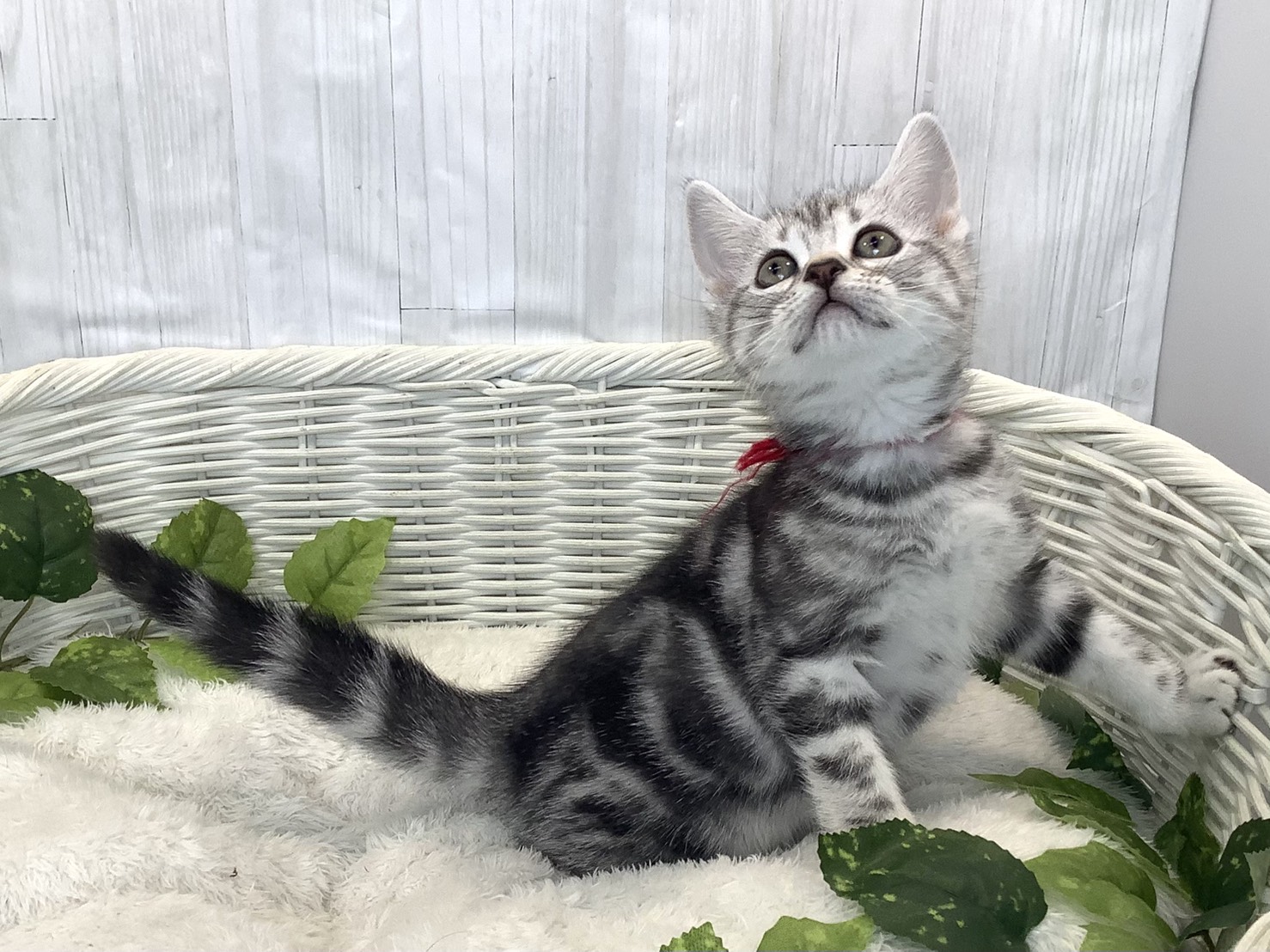 静岡県のアメリカンショートヘアー (マルエスペット御殿場店/2025年11月16日生まれ/女の子/シルバータビー)の子猫の2枚目の画像