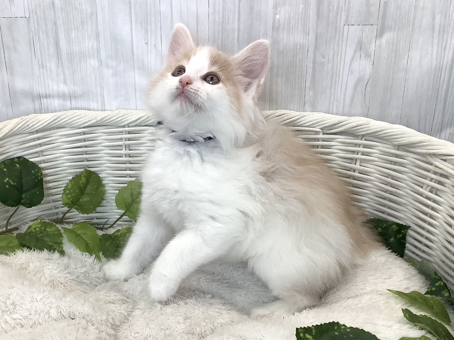奈良県のノルウェージャンフォレストキャット (マルエスペット いかるが店/2025年11月16日生まれ/男の子/クリームホワイト)の子猫の3枚目の画像