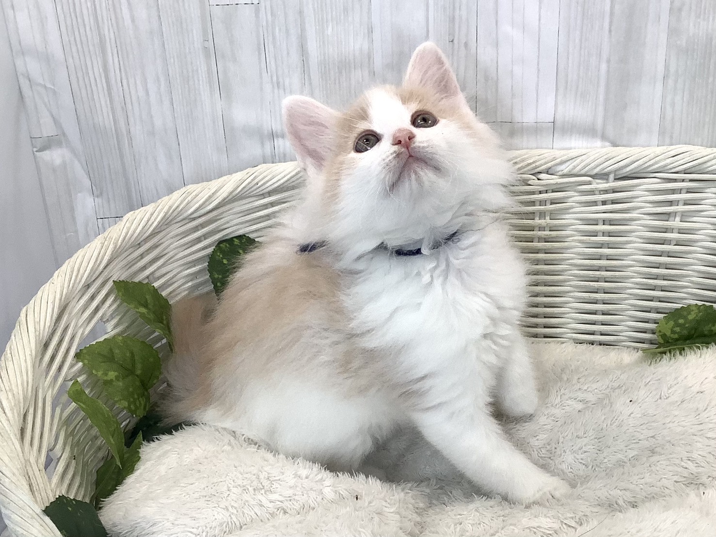 奈良県のノルウェージャンフォレストキャット (マルエスペット いかるが店/2025年11月16日生まれ/男の子/クリームホワイト)の子猫の2枚目の画像