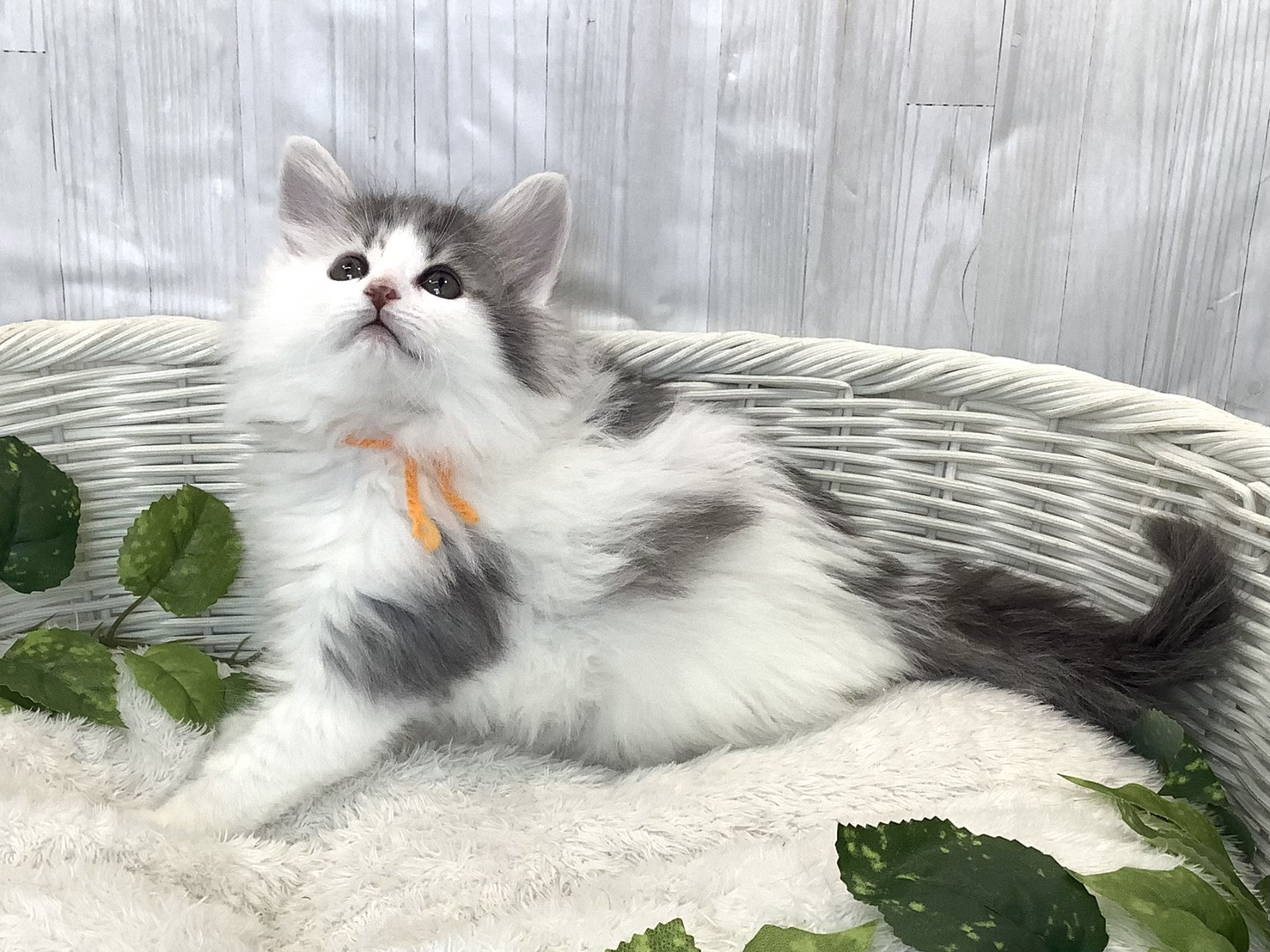 奈良県のノルウェージャンフォレストキャット (マルエスペット ヒルステップ生駒店/2025年11月16日生まれ/女の子/ブルーパッチドタビーホワイト)の子猫の3枚目の画像