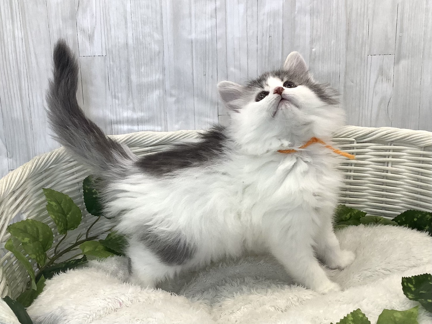 奈良県のノルウェージャンフォレストキャット (マルエスペット ヒルステップ生駒店/2025年11月16日生まれ/女の子/ブルーパッチドタビーホワイト)の子猫の2枚目の画像