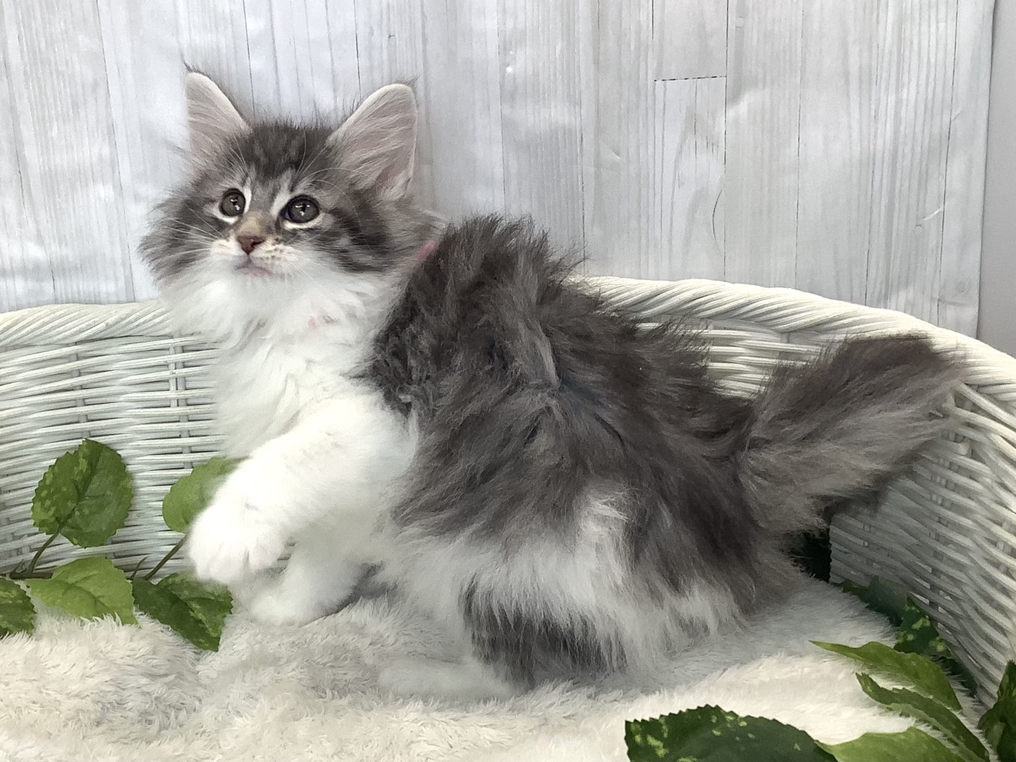 静岡県のノルウェージャンフォレストキャット (マルエスペット御殿場店/2025年11月16日生まれ/女の子/ブルータビーホワイト)の子猫の3枚目の画像