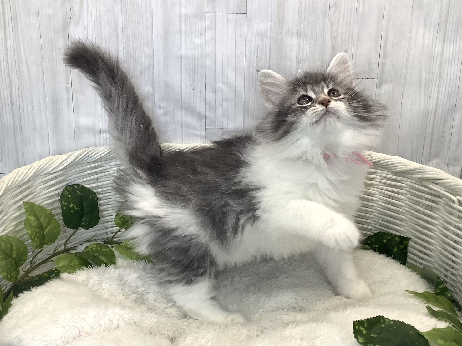 静岡県のノルウェージャンフォレストキャット (マルエスペット御殿場店/2025年11月16日生まれ/女の子/ブルータビーホワイト)の子猫の2枚目の画像