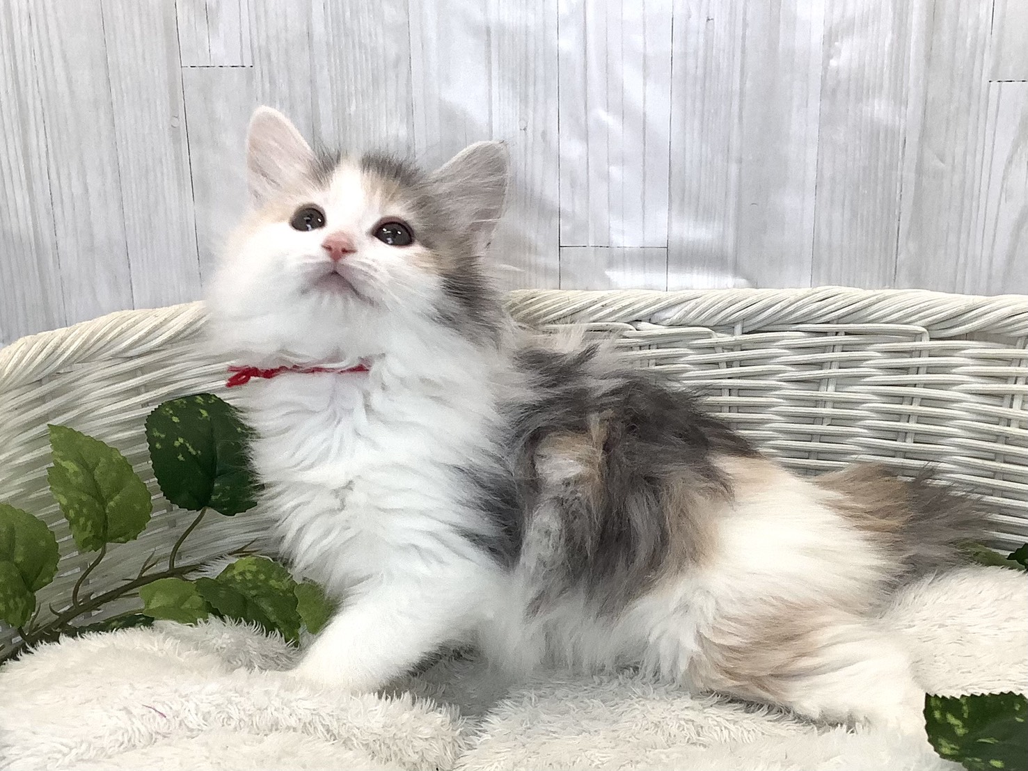 静岡県のノルウェージャンフォレストキャット (マルエスペット富士店/2025年11月16日生まれ/女の子/ブルーパッチドタビーホワイト)の子猫の3枚目の画像