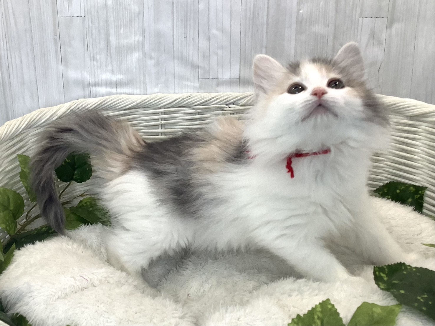 静岡県のノルウェージャンフォレストキャット (マルエスペット富士店/2025年11月16日生まれ/女の子/ブルーパッチドタビーホワイト)の子猫の2枚目の画像