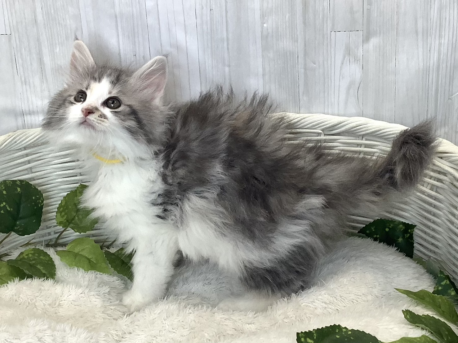 静岡県のノルウェージャンフォレストキャット (マルエスペット島田店/2025年11月16日生まれ/女の子/ブルーパッチドタビーホワイト)の子猫の3枚目の画像