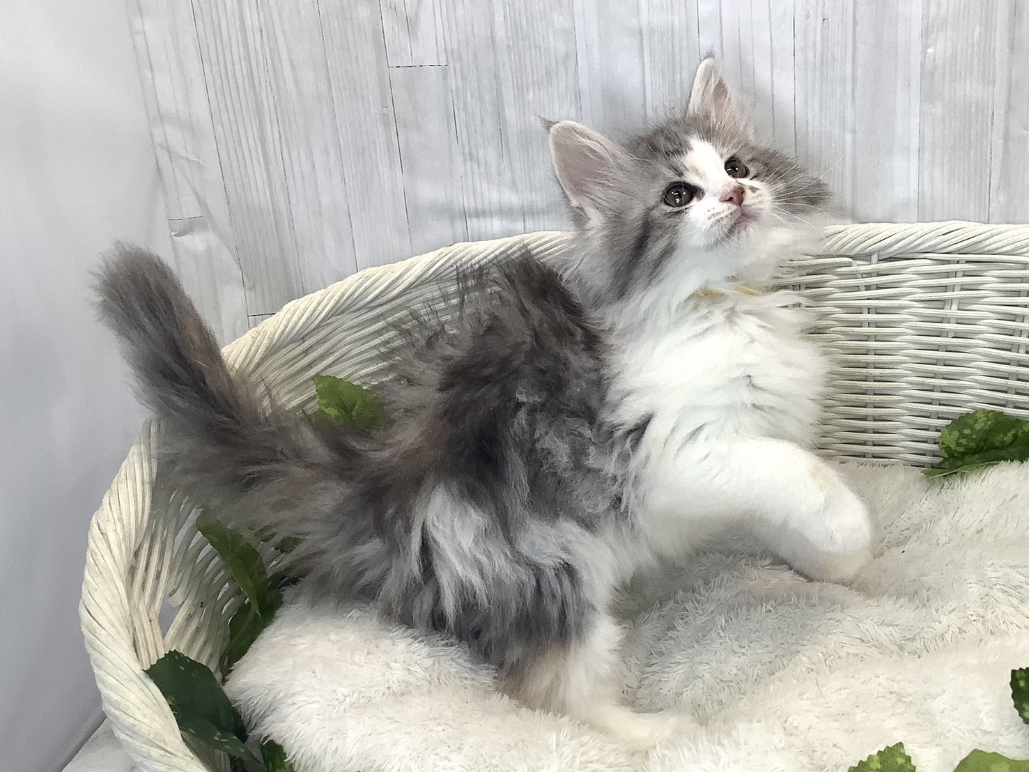 静岡県のノルウェージャンフォレストキャット (マルエスペット島田店/2025年11月16日生まれ/女の子/ブルーパッチドタビーホワイト)の子猫の2枚目の画像