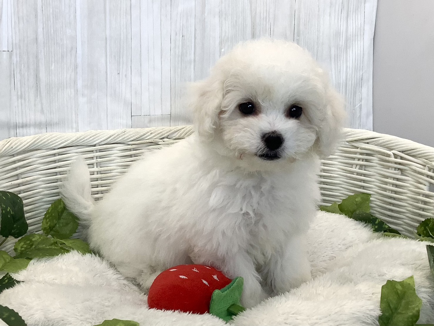 神奈川県のビションフリーゼ (マルエスペット相模大野店/2025年11月17日生まれ/男の子/ホワイト)の子犬の2枚目の画像