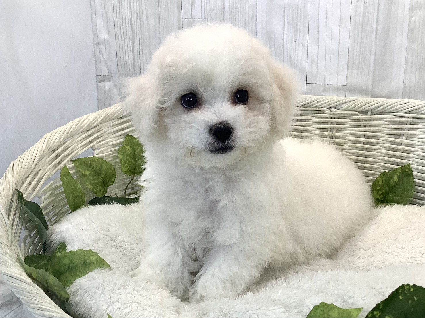 神奈川県のビションフリーゼ (マルエスペット相模大野店/2025年11月17日生まれ/男の子/ホワイト)の子犬の3枚目の画像