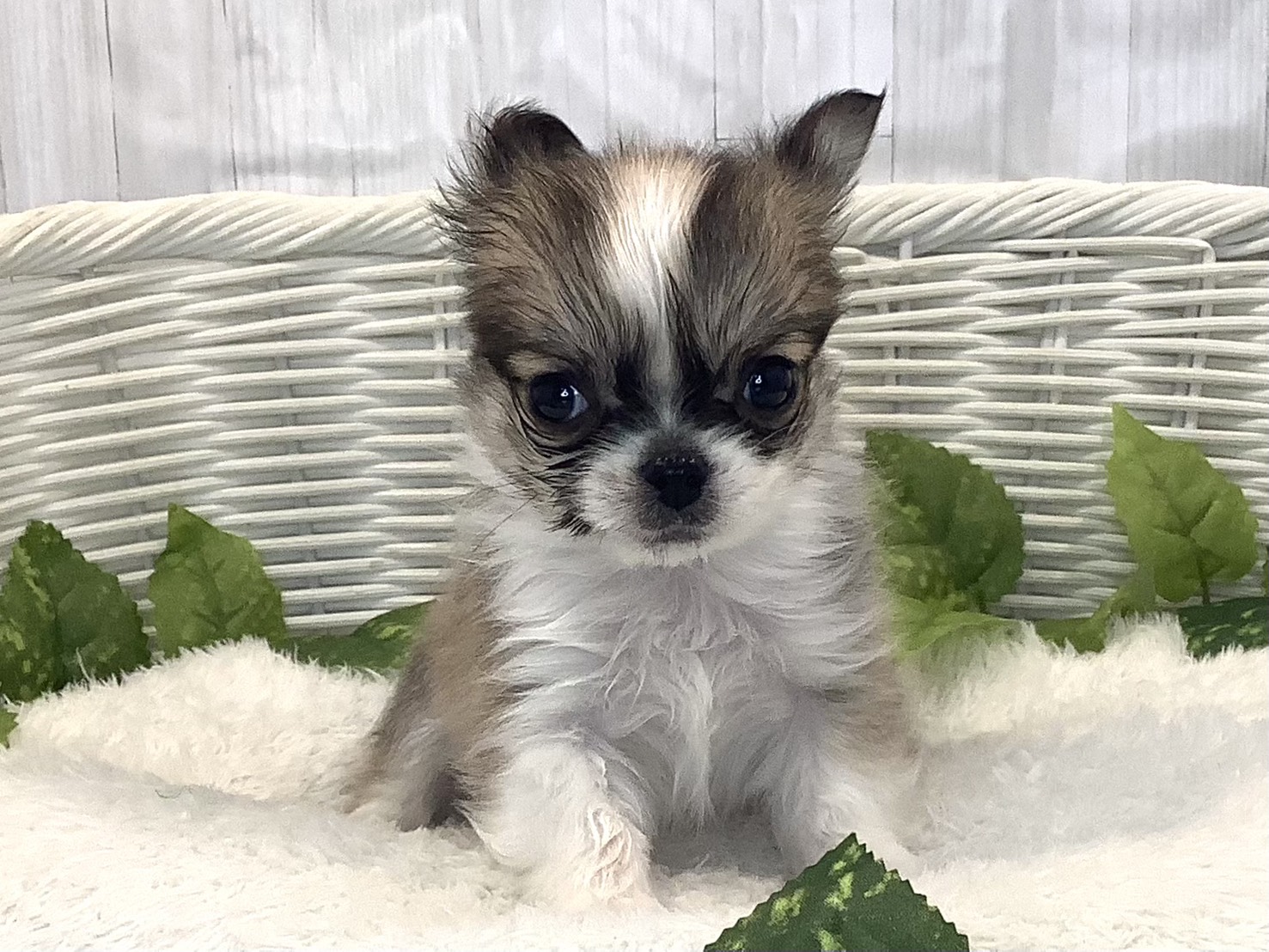 奈良県のチワワ(ロング) (マルエスペット 奈良店/2025年11月17日生まれ/男の子/セーブルホワイト)の子犬の1枚目の画像