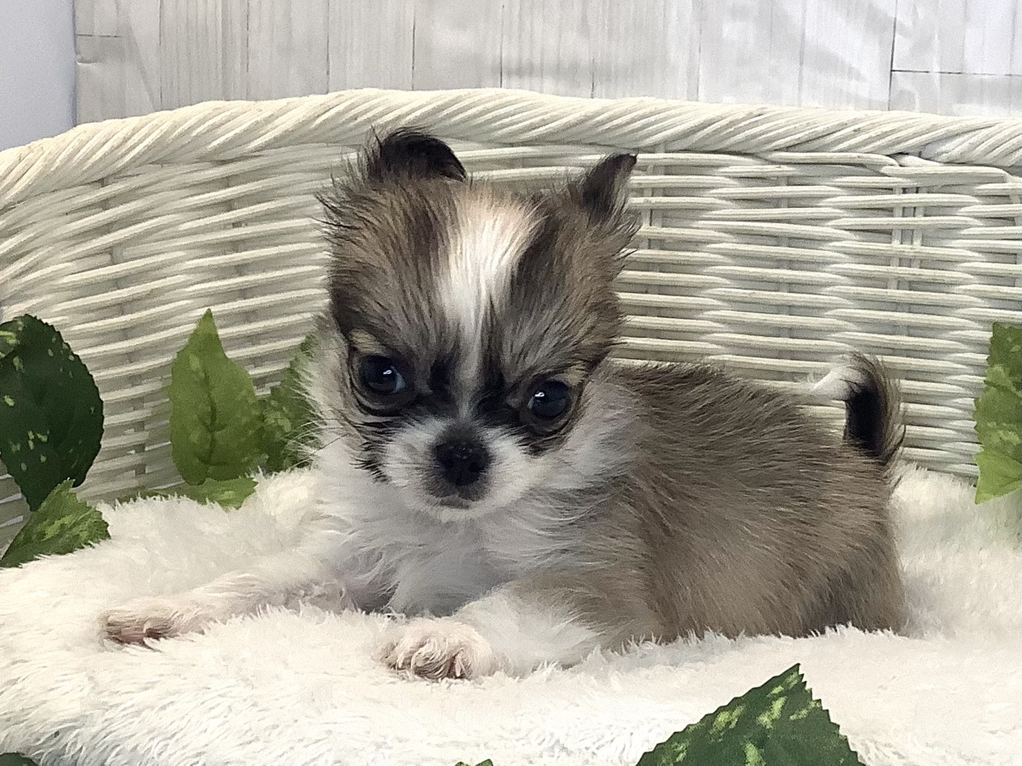 奈良県のチワワ(ロング) (マルエスペット 奈良店/2025年11月17日生まれ/男の子/セーブルホワイト)の子犬の3枚目の画像