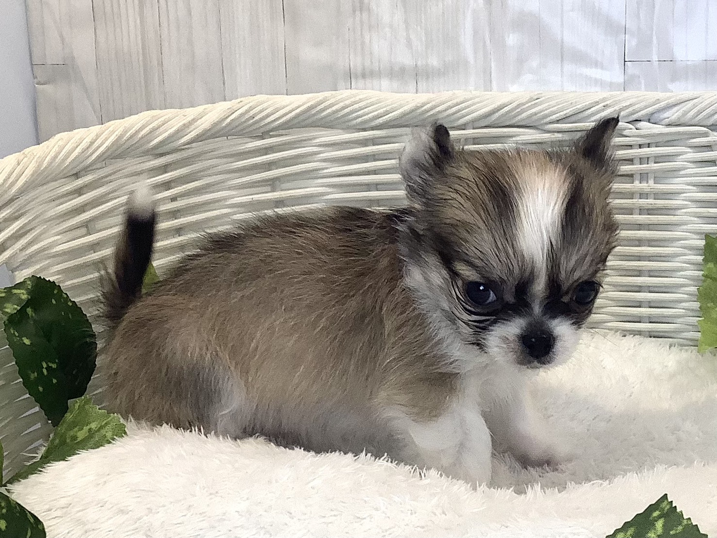 奈良県のチワワ(ロング) (マルエスペット 奈良店/2025年11月17日生まれ/男の子/セーブルホワイト)の子犬の2枚目の画像