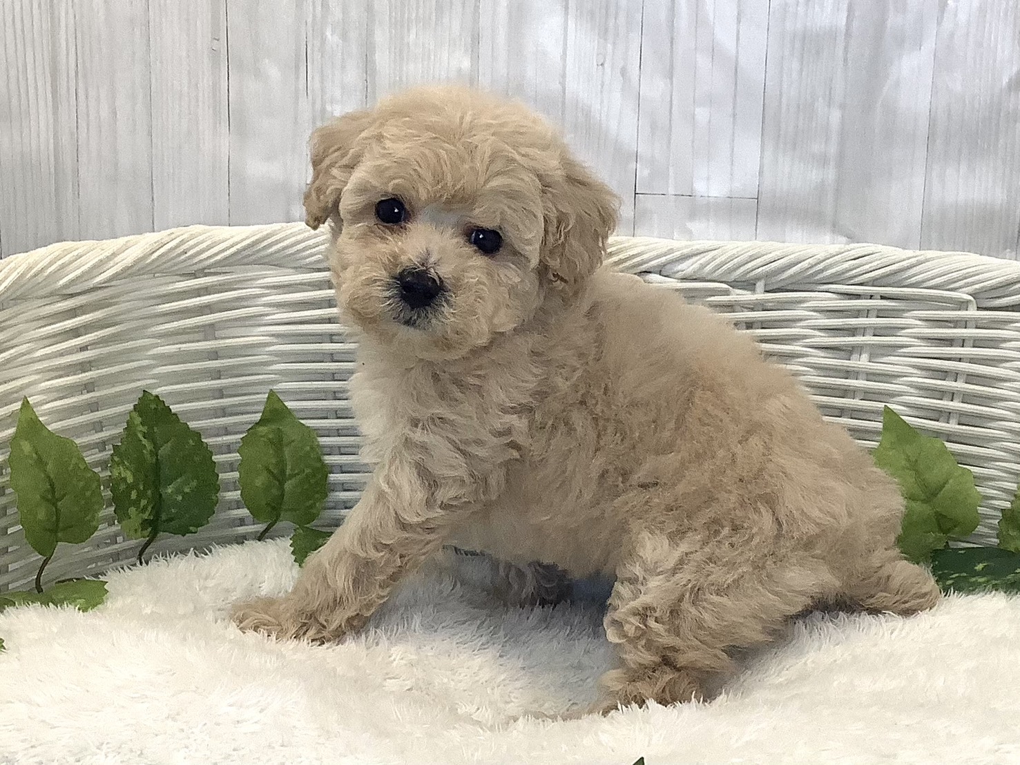 静岡県のトイプードル(トイ) (マルエスペットホームアシスト店/2025年11月23日生まれ/女の子/クリーム)の子犬の3枚目の画像