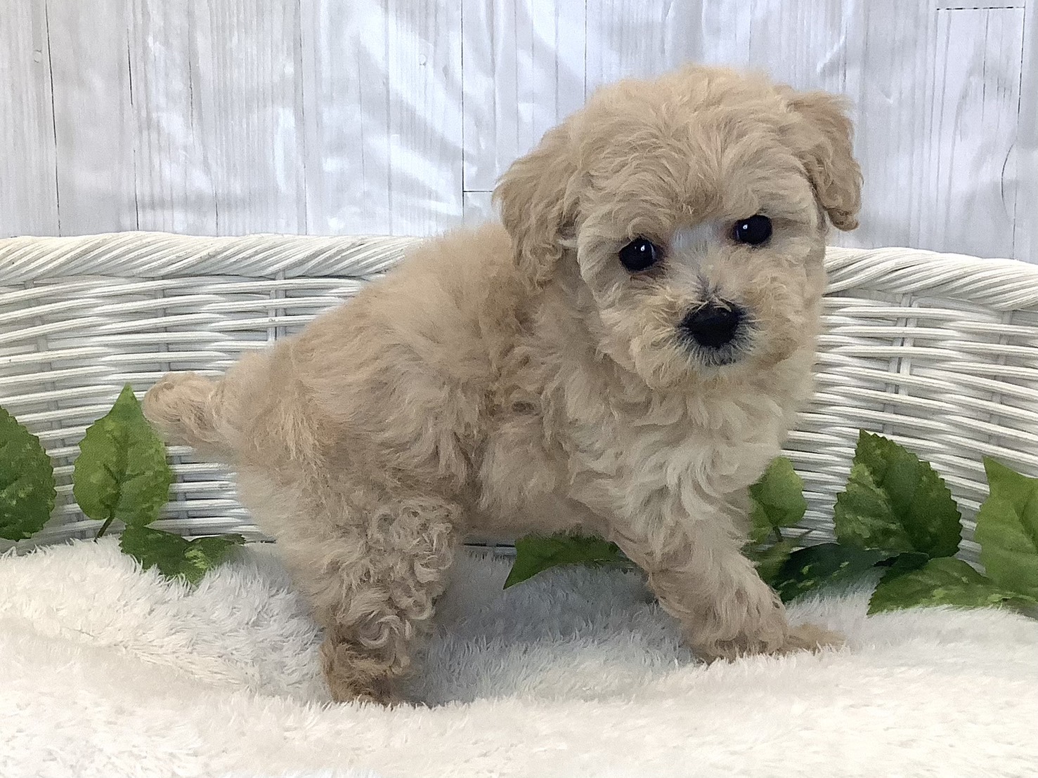 静岡県のトイプードル(トイ) (マルエスペットホームアシスト店/2025年11月23日生まれ/女の子/クリーム)の子犬の2枚目の画像
