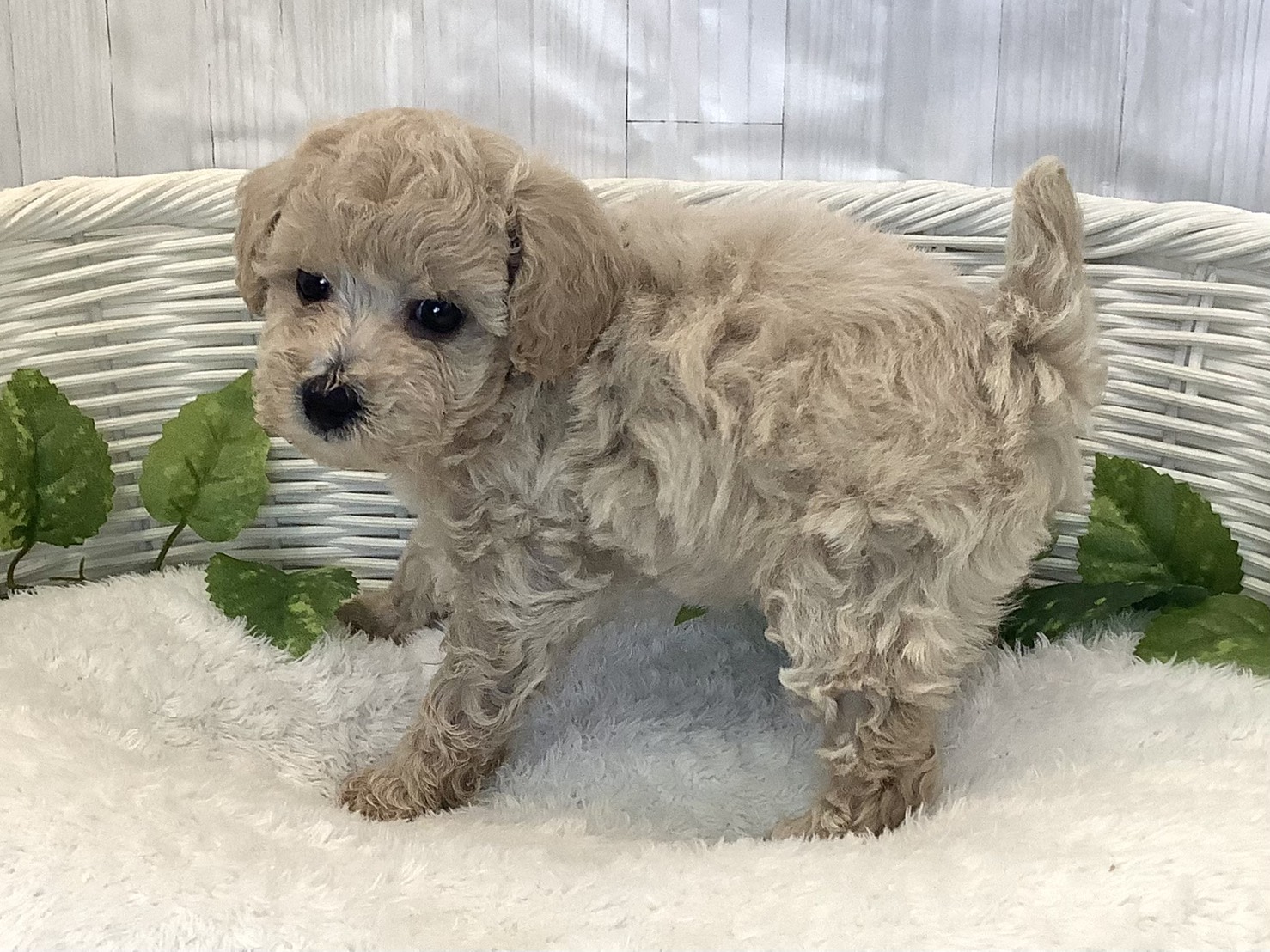 奈良県のトイプードル(トイ) (マルエスペット ヒルステップ生駒店/2025年11月23日生まれ/女の子/クリーム)の子犬の3枚目の画像