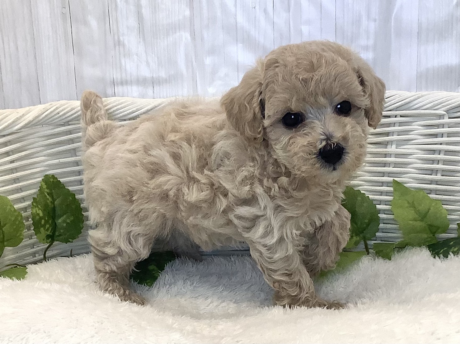 奈良県のトイプードル(トイ) (マルエスペット ヒルステップ生駒店/2025年11月23日生まれ/女の子/クリーム)の子犬の2枚目の画像