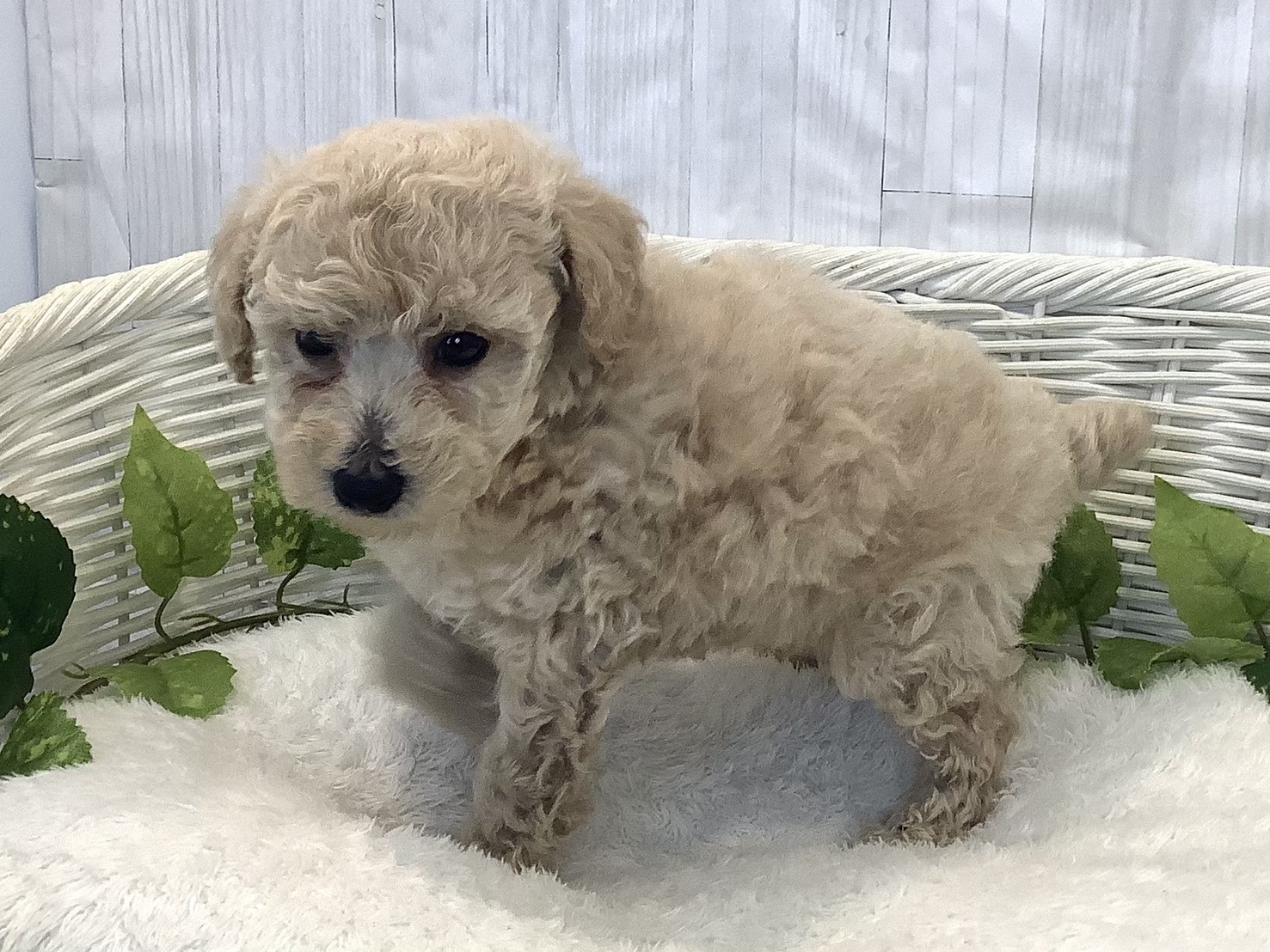 静岡県のトイプードル(トイ) (マルエスペット御殿場店/2025年11月23日生まれ/男の子/クリーム)の子犬の3枚目の画像