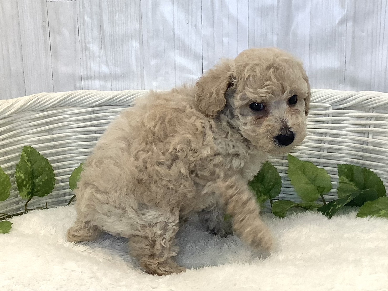 静岡県のトイプードル(トイ) (マルエスペット御殿場店/2025年11月23日生まれ/男の子/クリーム)の子犬の2枚目の画像