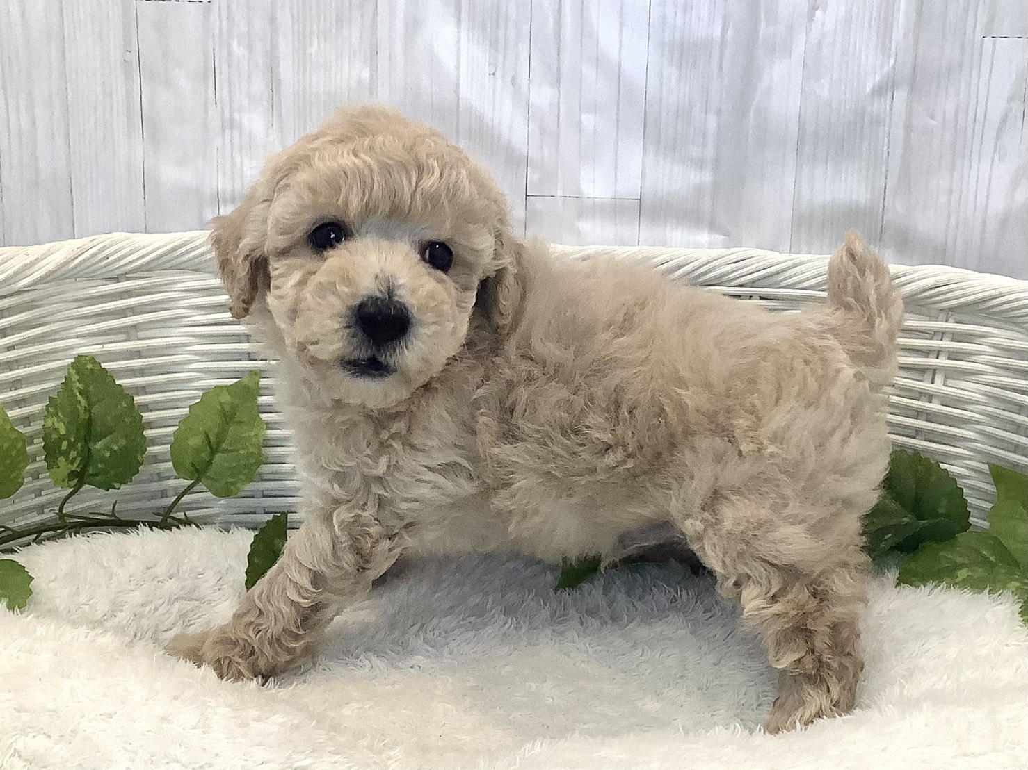 静岡県のトイプードル(トイ) (マルエスペットホームアシスト店/2025年11月23日生まれ/男の子/クリーム)の子犬の3枚目の画像
