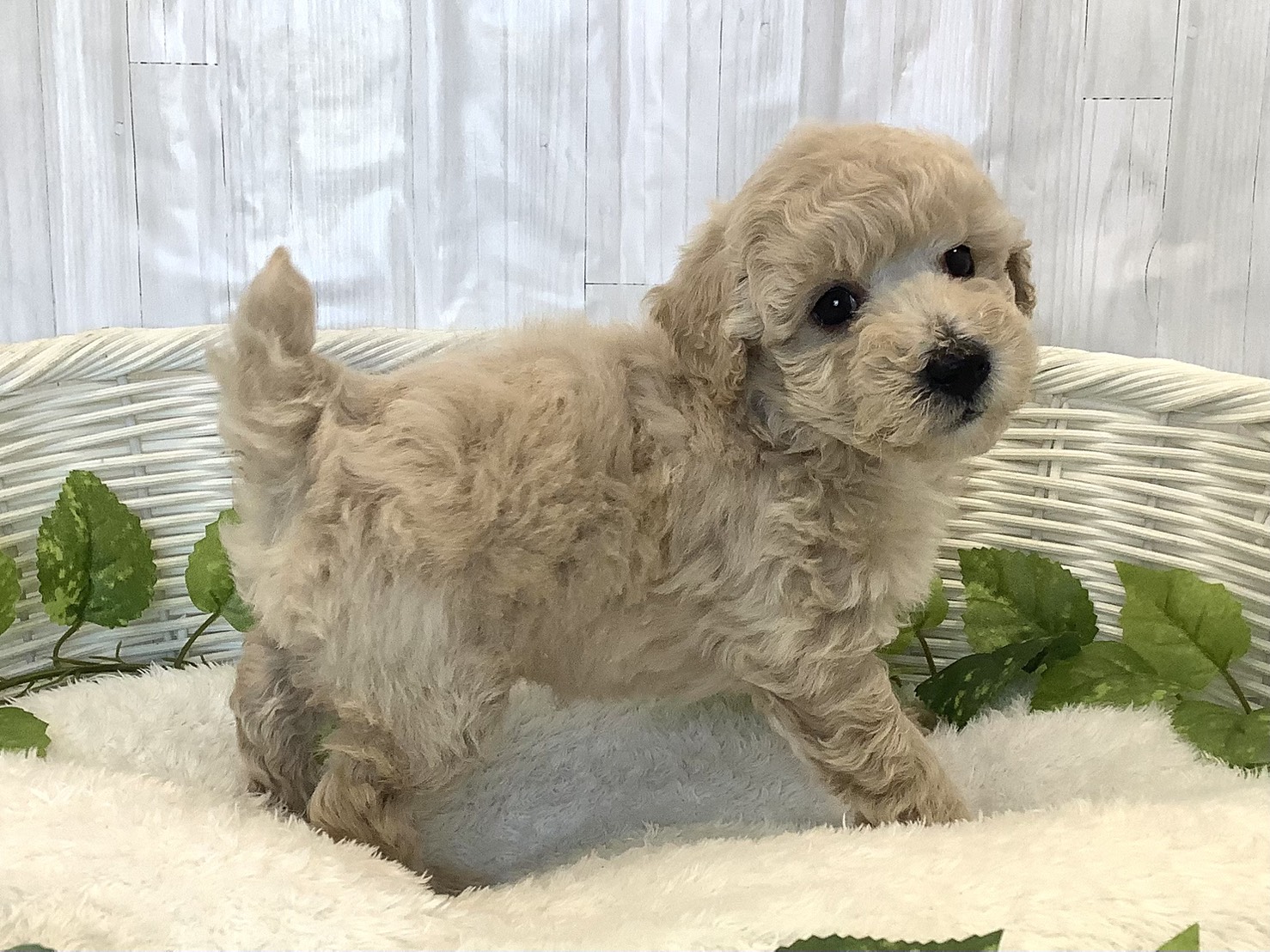 静岡県のトイプードル(トイ) (マルエスペットホームアシスト店/2025年11月23日生まれ/男の子/クリーム)の子犬の2枚目の画像