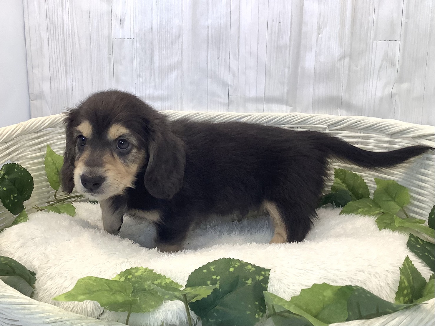 静岡県のミニチュアダックスフンド(ロング) (マルエスペット島田店/2025年11月23日生まれ/男の子/ブラックタン)の子犬の3枚目の画像