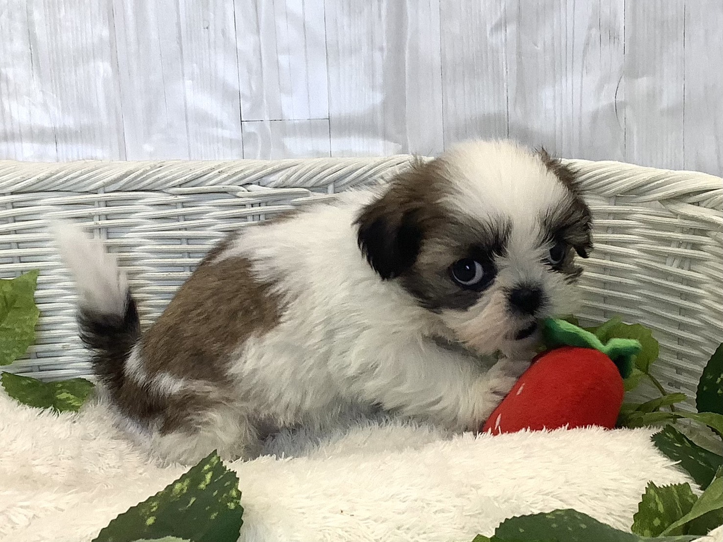 神奈川県のシーズー (マルエスペット相模大野店/2025年11月20日生まれ/女の子/ゴールドホワイト)の子犬の2枚目の画像