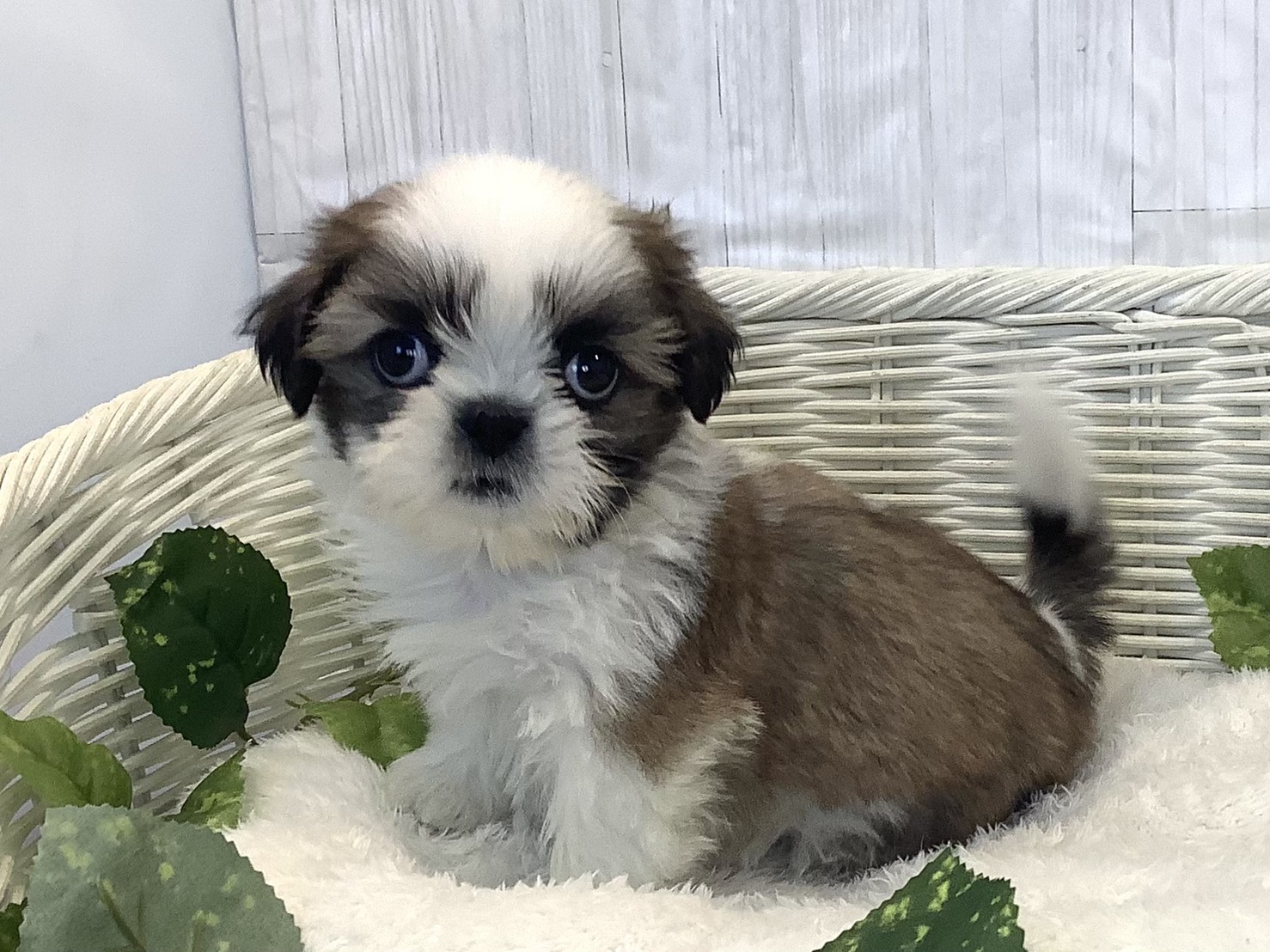 神奈川県のシーズー (マルエスペット相模大野店/2025年11月20日生まれ/女の子/ゴールドホワイト)の子犬の3枚目の画像